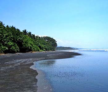 medewi